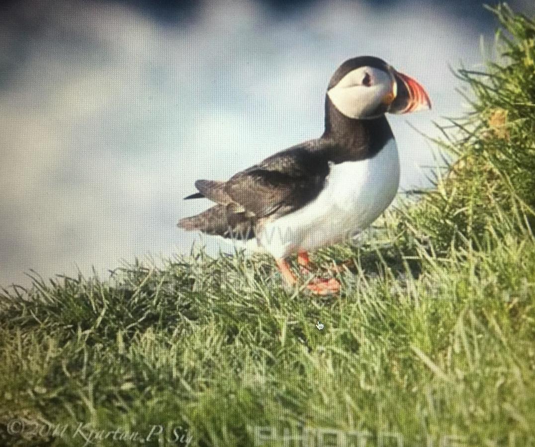 Puffin Nest Capsule Hostel Îles Vestmann Extérieur photo